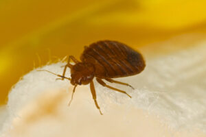 pest control - bed bugs san antonio